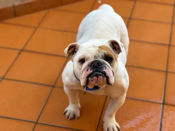 POLDA bulldog inglese 2 anni e mezzo cerca casa - in adozione | Foto 0