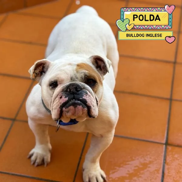 POLDA bulldog inglese 2 anni e mezzo cerca casa - in adozione
