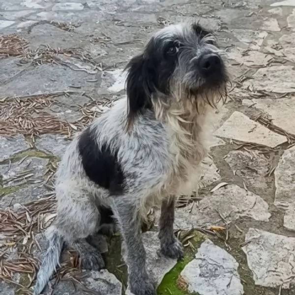 Luigi dolce cagnolino 3 anni e mezzo cerca casa - in adozione  | Foto 2