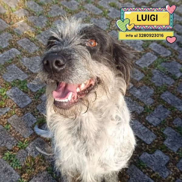 Luigi dolce cagnolino 3 anni e mezzo cerca casa - in adozione 