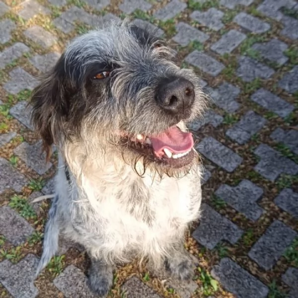 Luigi dolce cagnolino 3 anni e mezzo cerca casa - in adozione  | Foto 1