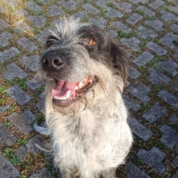 Luigi dolce cagnolino 3 anni e mezzo cerca casa - in adozione  | Foto 0