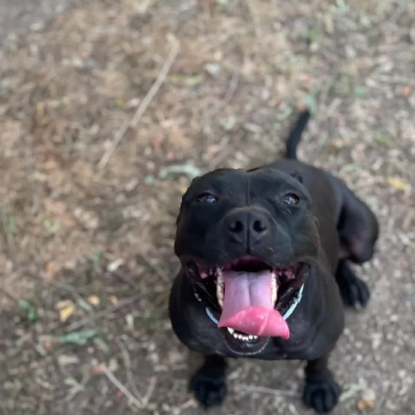 Sparta cagnolina 4 anni cerca casa - in adozione | Foto 1