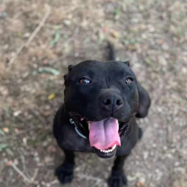Sparta cagnolina 4 anni cerca casa - in adozione | Foto 0