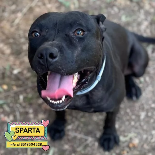 Sparta cagnolina 4 anni cerca casa - in adozione