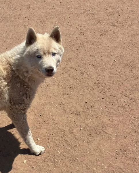 ARES siberian HUSKY 1 anno cerca casa - in adozione  | Foto 2
