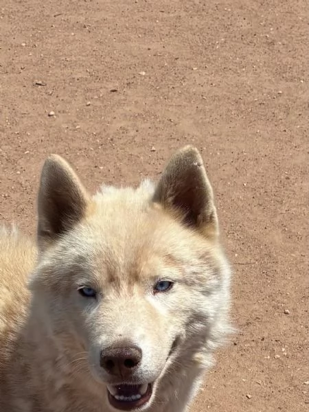 ARES siberian HUSKY 1 anno cerca casa - in adozione  | Foto 1