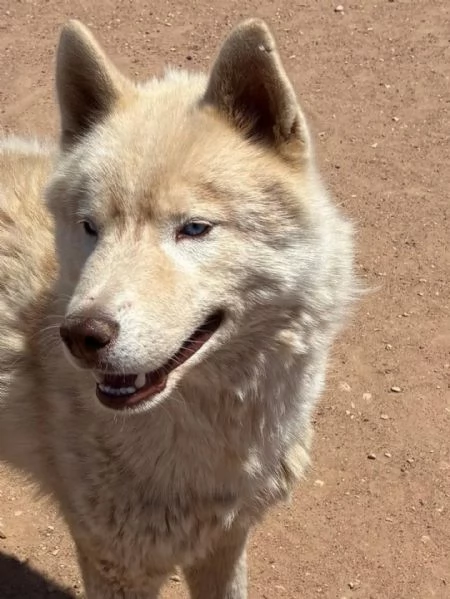 ARES siberian HUSKY 1 anno cerca casa - in adozione  | Foto 0
