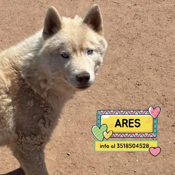 ARES siberian HUSKY 1 anno cerca casa - in adozione 