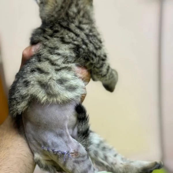 MINO dolce micino cerca casa - gattino maschio in adozione  | Foto 4