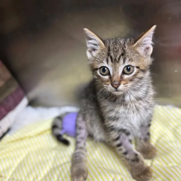 MINO dolce micino cerca casa - gattino maschio in adozione  | Foto 3