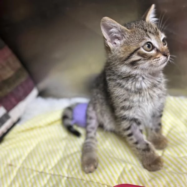 MINO dolce micino cerca casa - gattino maschio in adozione  | Foto 2