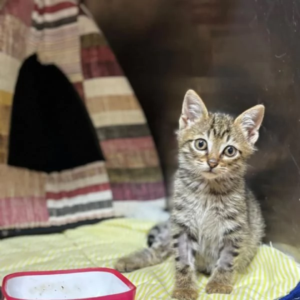 MINO dolce micino cerca casa - gattino maschio in adozione  | Foto 1