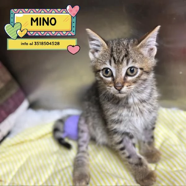 MINO dolce micino cerca casa - gattino maschio in adozione 