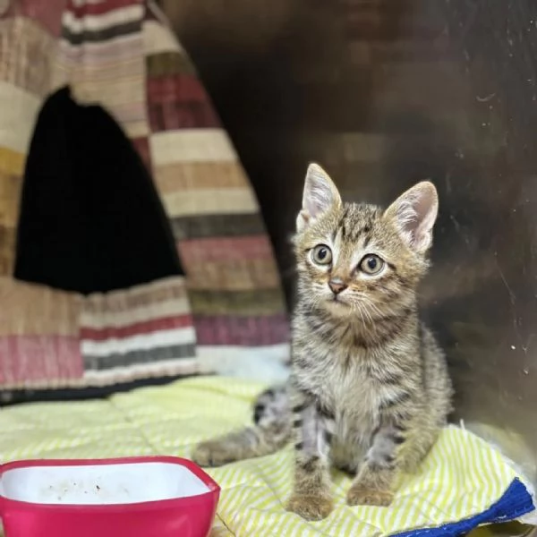 MINO dolce micino cerca casa - gattino maschio in adozione  | Foto 0