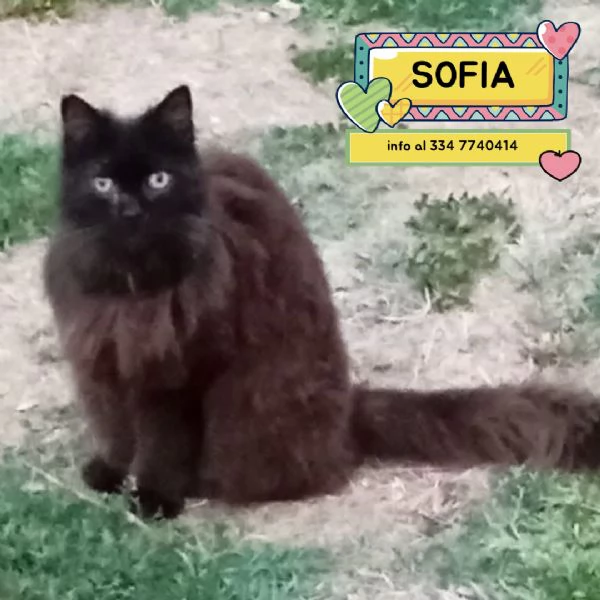 SOFIA dolce gattina 12 anni cerca casa - in adozione 