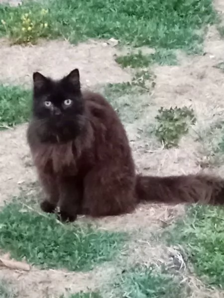 SOFIA dolce gattina 12 anni cerca casa - in adozione  | Foto 0