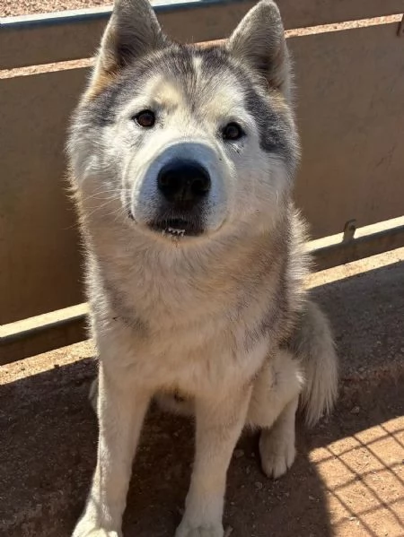 BRUSCOLINO bellissimo siberian husky maschio 5 anni cerca casa - in adozione | Foto 2