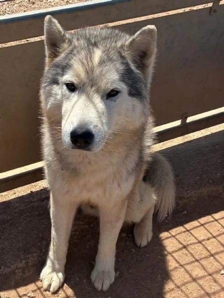 BRUSCOLINO bellissimo siberian husky maschio 5 anni cerca casa - in adozione | Foto 1