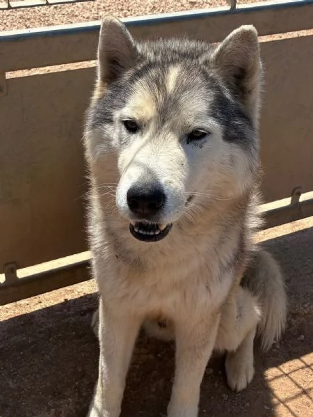 BRUSCOLINO bellissimo siberian husky maschio 5 anni cerca casa - in adozione | Foto 0