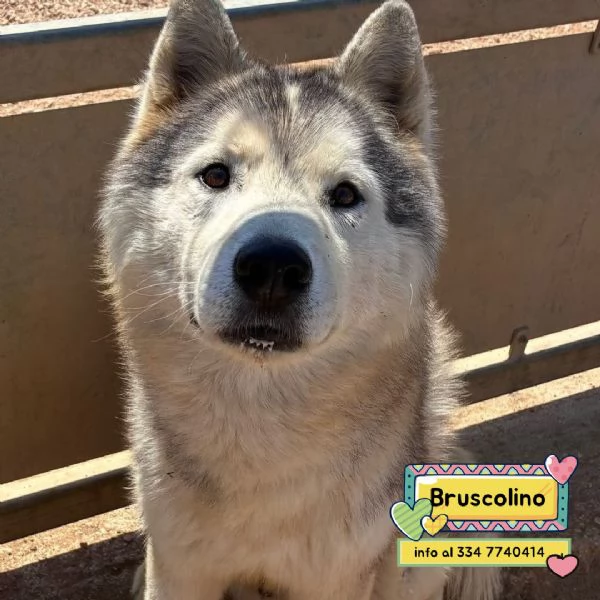 BRUSCOLINO bellissimo siberian husky maschio 5 anni cerca casa - in adozione