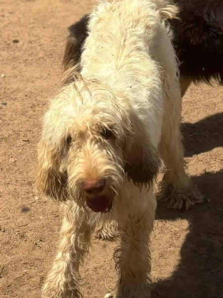 MASHA stupenda spinone italiano 11 mesi cerca casa - in adozione | Foto 1