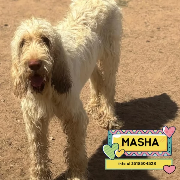MASHA stupenda spinone italiano 11 mesi cerca casa - in adozione