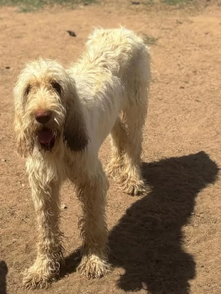 MASHA stupenda spinone italiano 11 mesi cerca casa - in adozione | Foto 0