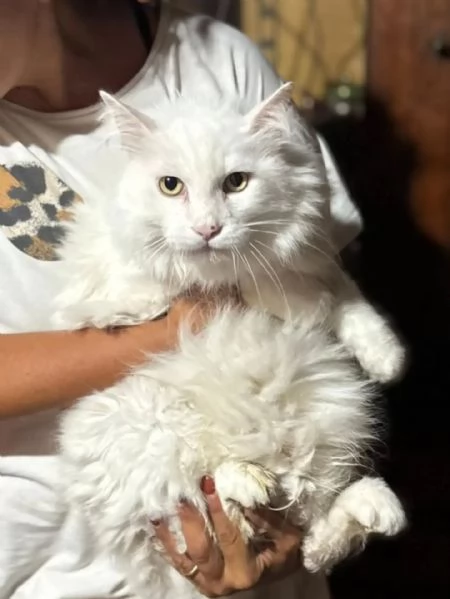 Dante bellissimo gatto bianco a pelo lungo cerca casa - in adozione  | Foto 2