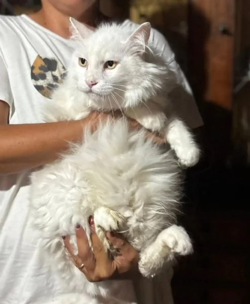 Dante bellissimo gatto bianco a pelo lungo cerca casa - in adozione  | Foto 1