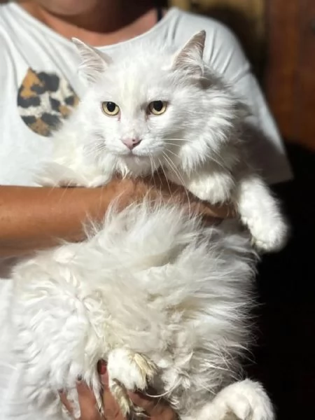 Dante bellissimo gatto bianco a pelo lungo cerca casa - in adozione  | Foto 0