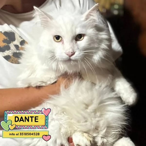 Dante bellissimo gatto bianco a pelo lungo cerca casa - in adozione 