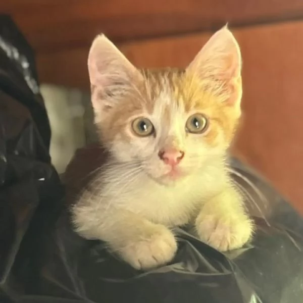 Giacomino dolce gattino 2 mesi cerca casa - in adozione  | Foto 2