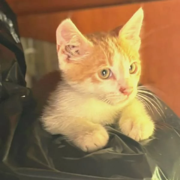 Giacomino dolce gattino 2 mesi cerca casa - in adozione  | Foto 1