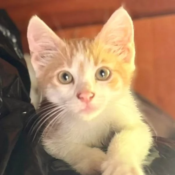 Giacomino dolce gattino 2 mesi cerca casa - in adozione  | Foto 0