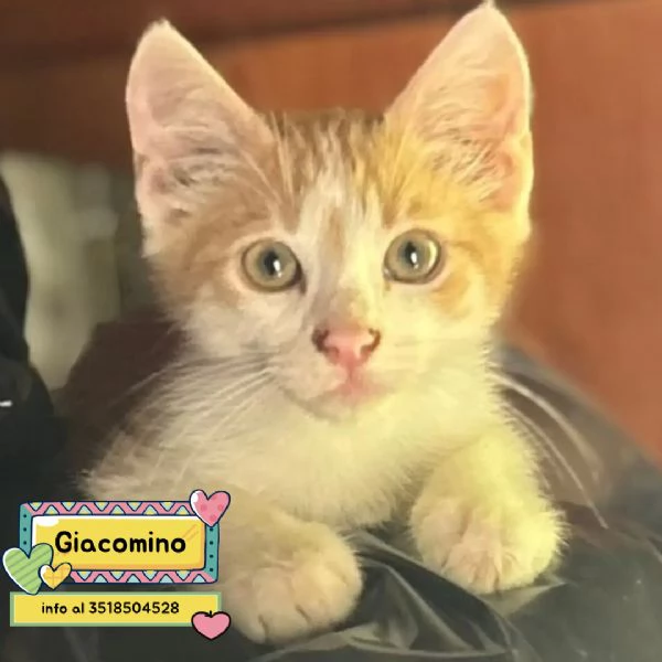 Giacomino dolce gattino 2 mesi cerca casa - in adozione 