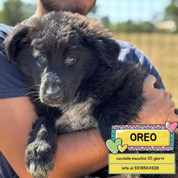 Oreo cucciolo cerca casa - mix pastore del caucaso maremmano - in adozione a Latina