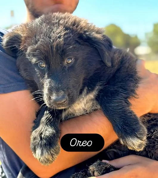Oreo cucciolo cerca casa - mix pastore del caucaso maremmano - in adozione a Latina | Foto 1
