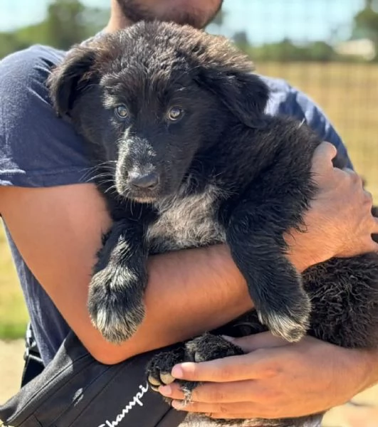 Oreo cucciolo cerca casa - mix pastore del caucaso maremmano - in adozione a Latina | Foto 0