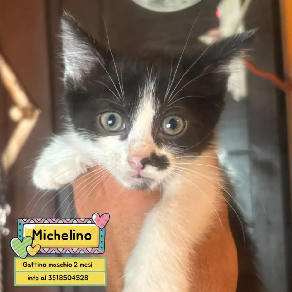 Michelino gattino 2 mesi bianco e nero cerca casa - in adozione | Foto 1