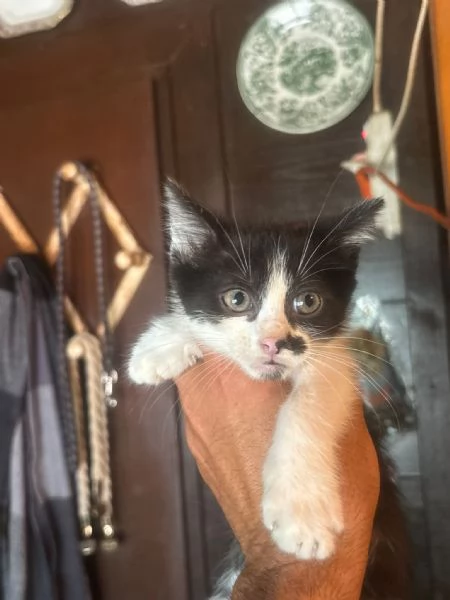 Michelino gattino 2 mesi bianco e nero cerca casa - in adozione | Foto 0