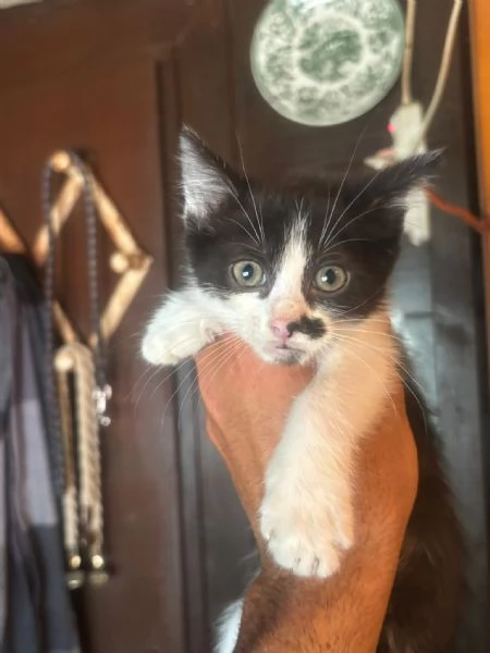Michelino gattino 2 mesi bianco e nero cerca casa - in adozione