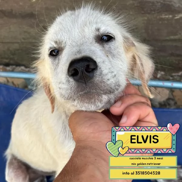ELVIS dolce cucciolo mix golden retriever in adozione 