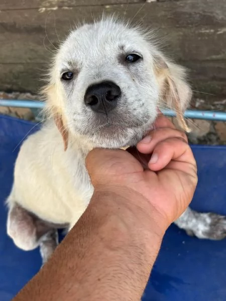 ELVIS dolce cucciolo mix golden retriever in adozione  | Foto 4