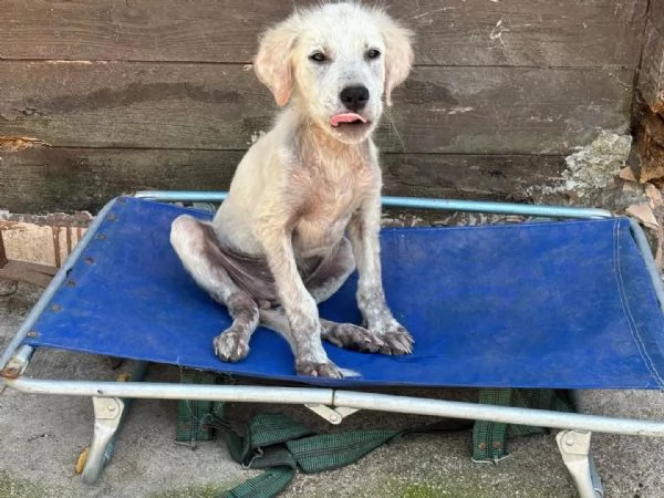 ELVIS dolce cucciolo mix golden retriever in adozione  | Foto 3