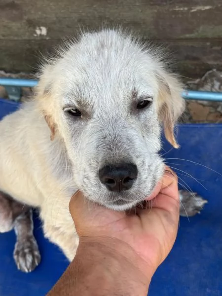 ELVIS dolce cucciolo mix golden retriever in adozione  | Foto 2