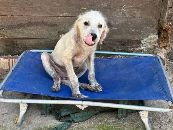 ELVIS dolce cucciolo mix golden retriever in adozione  | Foto 1