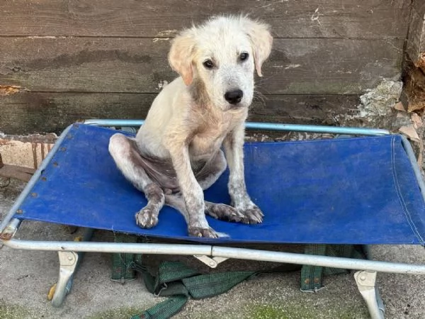ELVIS dolce cucciolo mix golden retriever in adozione  | Foto 0