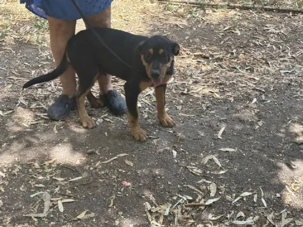Sirio cucciolo 4 mesi cerca casa - mix rottweiler cane corso | Foto 1
