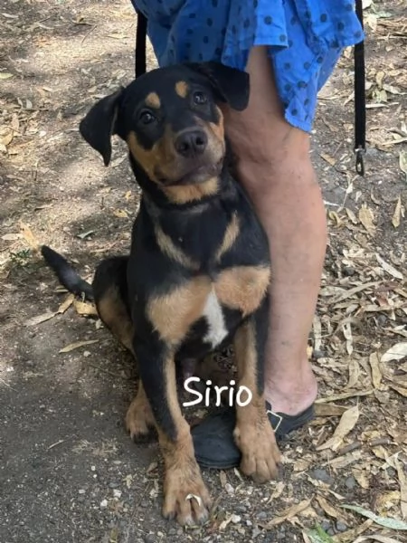 Sirio cucciolo 4 mesi cerca casa - mix rottweiler cane corso | Foto 0